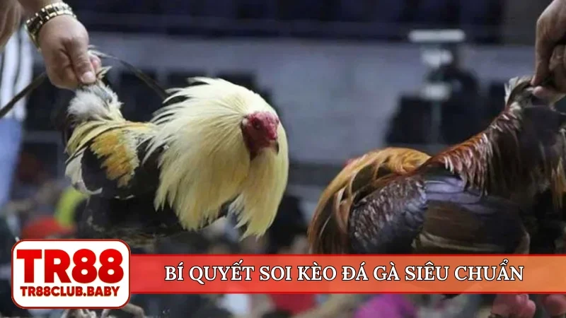 Bí quyết soi kèo đá gà siêu chuẩn