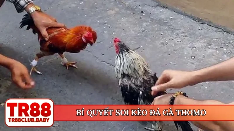 Bí quyết soi kèo đá gà Thomo