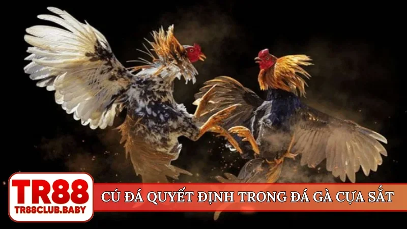 Cú đá quyết định trong đá gà cựa sắt