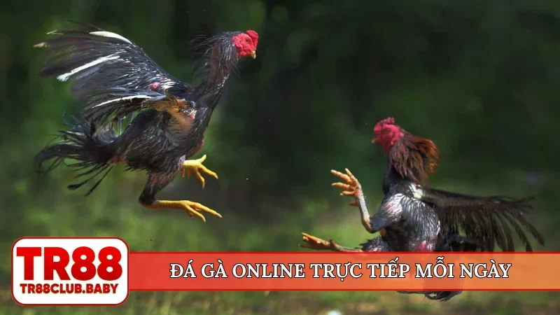 Đá gà online