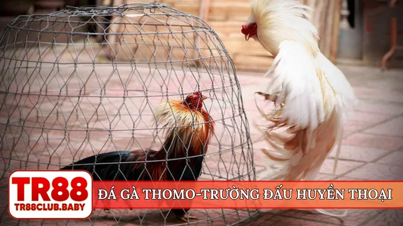 Đá gà Thomo