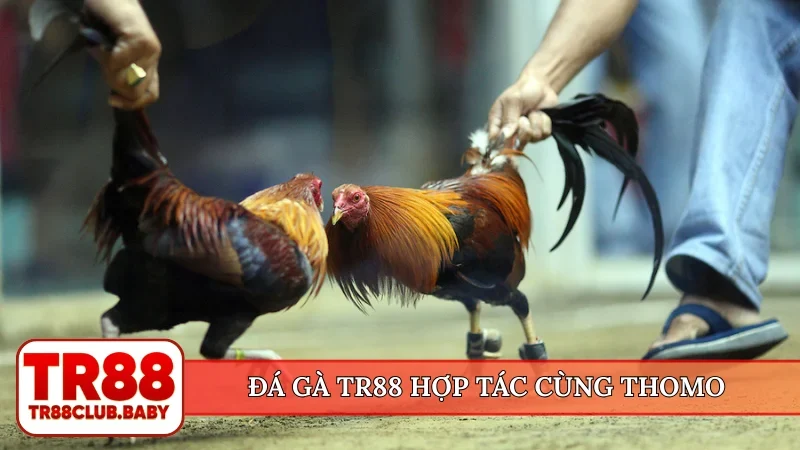Đá gà TR88 hợp tác cùng Thomo