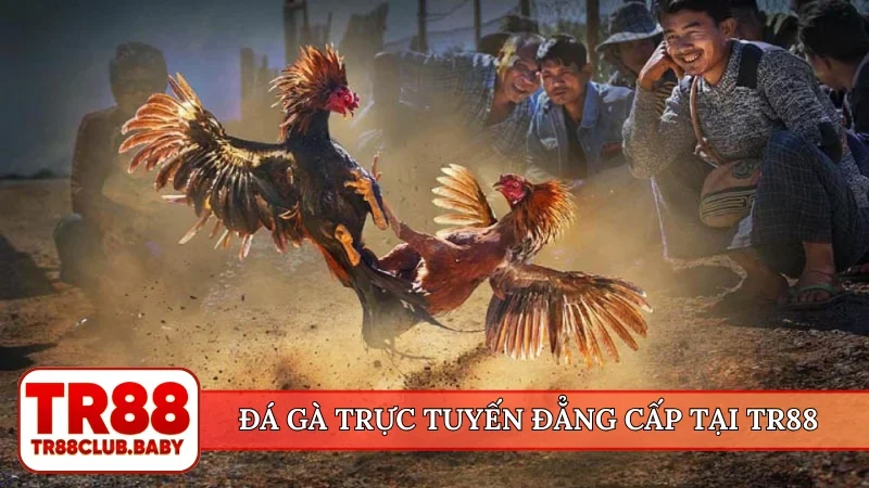 Đá gà trực tuyến đẳng cấp tại TR88