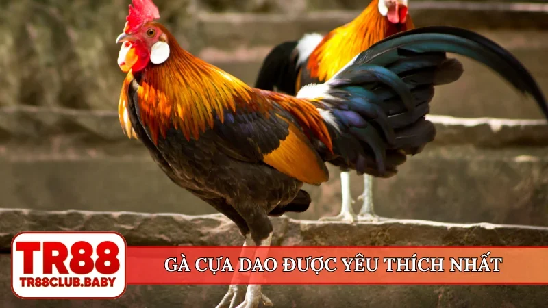 Gà cựa dao được yêu thích nhất