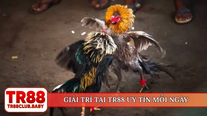 Giải trí tại TR88 uy tín mỗi ngày