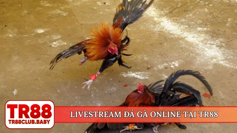 Livestream đá gà online tại TR88