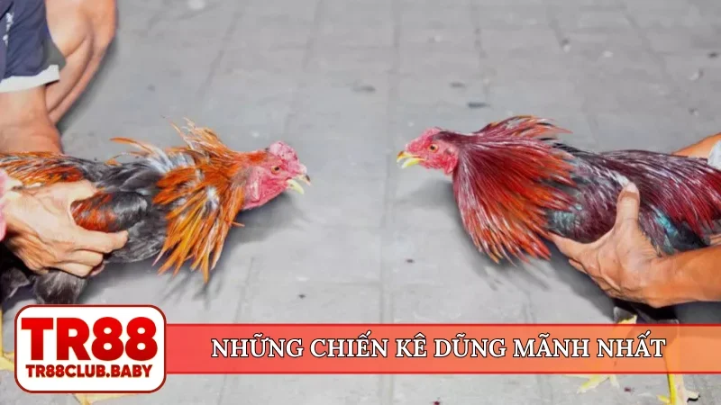 Những chiến kê dũng mãnh nhất