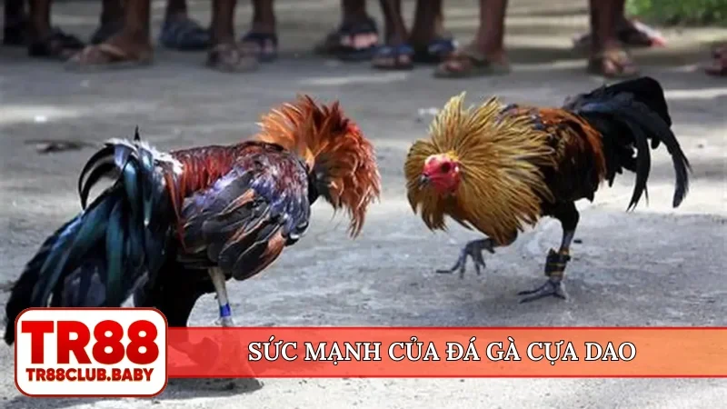 Sức mạnh của đá gà cựa dao