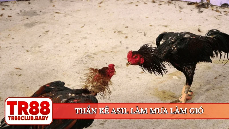 Thần kê Asil làm mưa làm gió