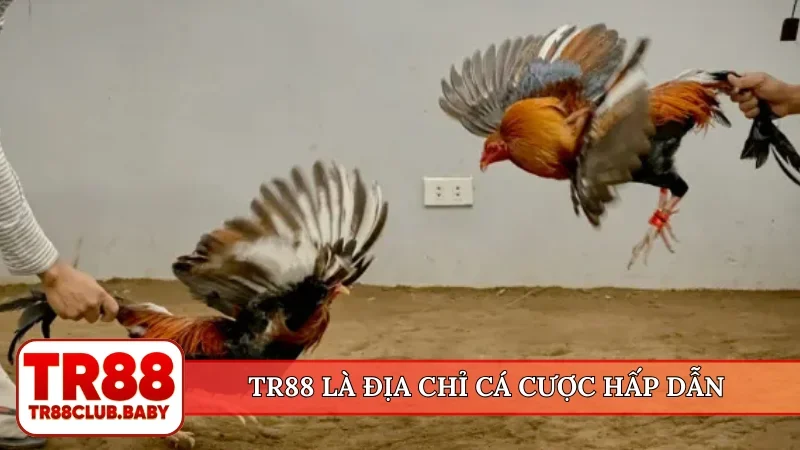 TR88 là địa chỉ cá cược hấp dẫn